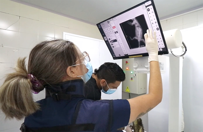 CDMB fortalece la atención de fauna silvestre con dotación médica y tecnológica en su CAV